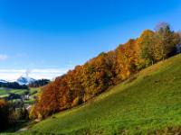 Leuchtender Herbstwald zieht sich den Berghang hoch